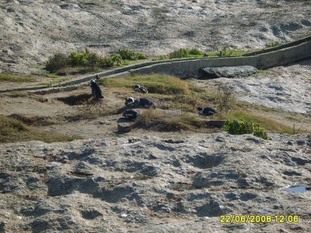 South African 'Penguanas' at The Boulders, Simonstown