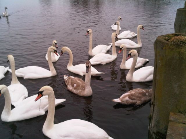 Swans at Craigavon Lakes