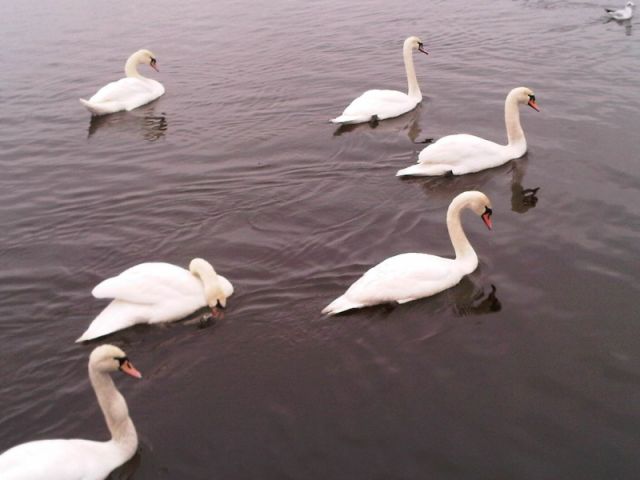 Swans at the Craigavon Lakes